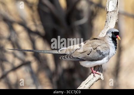 Male Namaqua dove (Oena capensis) Kgalagadi Transborder Park, Kalahari, Northern Cape, Sud Africa Foto Stock