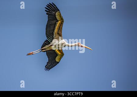 Una cicogna dipinta in volo in cielo Foto Stock
