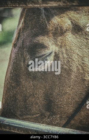 Un primo piano dell'occhio chiuso di un cavallo, le sue lunghe ciglia riposano dolcemente come se fossero perse nel pensiero, catturando la calma e la fiducia tra animale e umano. Foto Stock