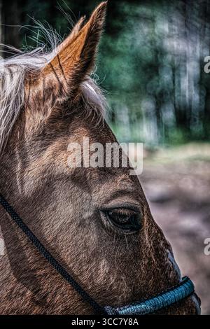 Un primo piano del profilo di un cavallo, il suo orecchio in avanti e gli occhi stabili, incorniciati dalla luce soffusa dell'esterno, un momento di connessione tranquilla e prontezza. Foto Stock