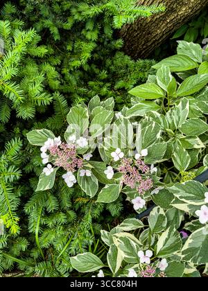 Hydrangea macrophylla, Lacecap Hydrangea o Mophead Hydrangea Foto Stock