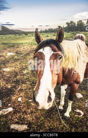 Un curioso cavallo di pittura si avvicina alla telecamera alla luce precoce, con i suoi occhi espressivi incorniciati dall'ampio paesaggio del Wyoming. Foto Stock
