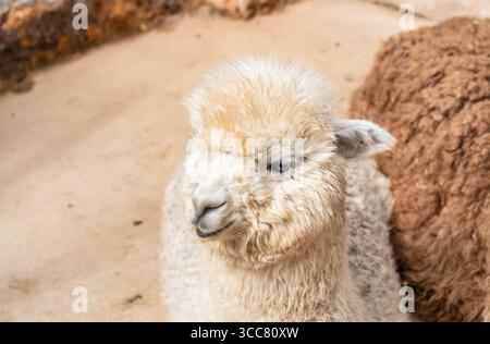 Immagine ravvicinata con un giovane alpaca soffice Foto Stock