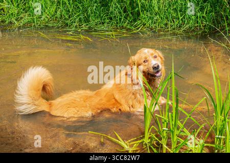 Il cane sta giocando in un fiume. Cane di pelliccia dorata che si gode l'acqua estiva. La scena è vivace e giocosa, con la coda del cane che agita e la lingua hangi Foto Stock