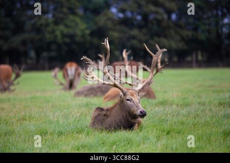Un cervo rosso maschile con un magnifico set di corna che riposano a terra con altri cervi alle spalle Foto Stock