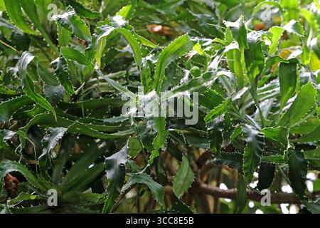 Vite Pine o vite Palm, Pandanus pristis, Pandanaceae. Madagascar, Africa. Pianta con lunghe foglie verdi scure sovrapposte con crescite simili alla colonna vertebrale. Foto Stock