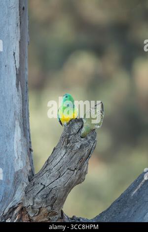 Una coppia di pappagalli dalle rugole rosse sta controllando un ramo scavato di gomme da neve morte come possibile sito di nidificazione. Foto Stock