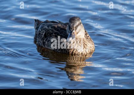 Anatra al germoglio femminile sull'acqua blu con riflessione Foto Stock