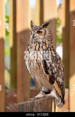 Gufo eurasiatico arroccato su palo di legno - Ritratto integrale Foto Stock