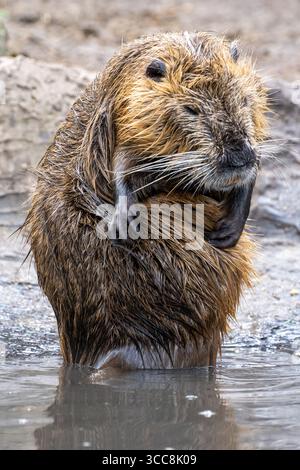 Nutria (Coypu) in piedi in acqua, Grooming - verticale Foto Stock
