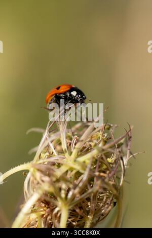 Coleottero Ladybird sulla testa di semi di carota selvatica essiccata — Macro Foto Stock