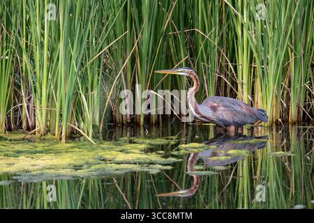 L'elegante airone viola pesca furtivamente tra le acque trasparenti e la vegetazione verde che lo circonda Foto Stock