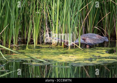 L'elegante airone viola pesca furtivamente tra le acque trasparenti e la vegetazione verde che lo circonda Foto Stock
