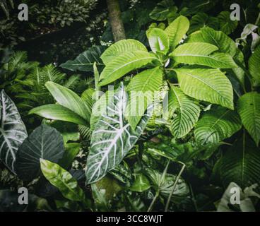 Una vista pittoresca di lussureggianti piante verdi con grandi e vibranti foglie, che prosperano in un fitto ambiente forestale, evidenziando la ricchezza e la vitalità di Foto Stock