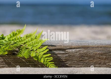 Foglia verde di felce su tronchi di legno con mare sullo sfondo Foto Stock