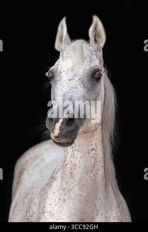 Cavolo arabo con cappotto bianco rosso roan su sfondo nero: Elegante colpo nero cavallo Foto Stock