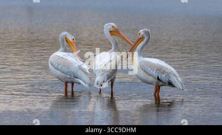 American White Pelican - tre pellicani bianchi americani che si stagliano in acque poco profonde di un lago di montagna in una tranquilla serata estiva. Foto Stock