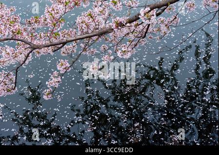I fiori di ciliegio giapponesi caduti che fluttuano sulla superficie dell'acqua parlano dell'impermanenza della vita e della bellezza del fiore primaverile fugace in Giappone. Foto Stock