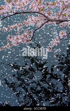 I fiori di ciliegio giapponesi caduti che fluttuano sulla superficie dell'acqua parlano dell'impermanenza della vita e della bellezza del fiore primaverile fugace in Giappone. Foto Stock