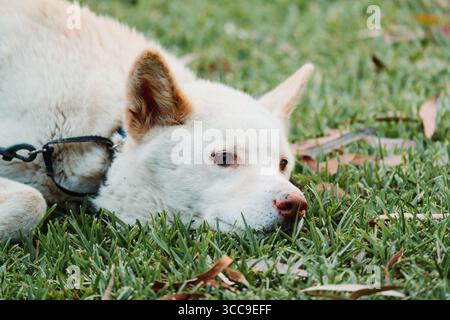 Animali allo zoo australiano, tra cui salumi, giraffe, dingo e koala. Foto Stock