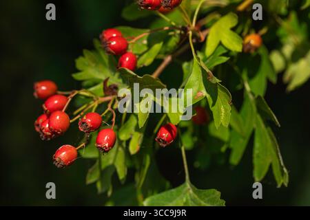 Primo piano di bacche di biancospino rosso su rami con foglie verdi, frutta selvatica sana e commestibile utilizzata in erboristeria e raccolta stagionale autunnale Foto Stock