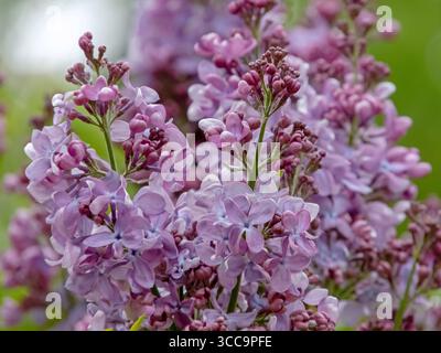 Primo piano di fiori di Syylan vulgaris con petali di lilla e rosa e lati inferiori più leggeri. Primavera elegante e profumata. Foto Stock
