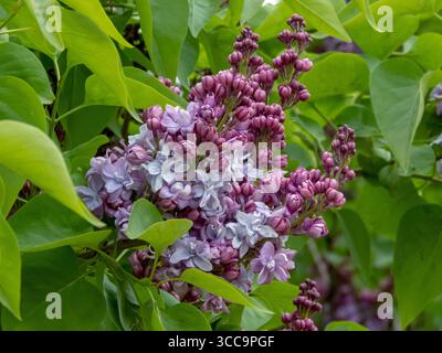 Boccioli ovali viola-lilla e lussureggianti doppi fiori bluastro-lilla fioriscono su un arbusto lilla primaverile. Syylan vulgaris. Foto Stock
