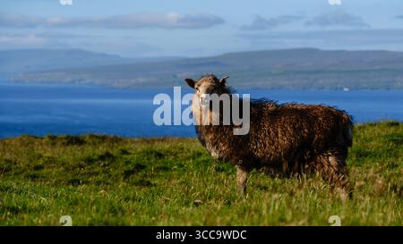 Un tranquillo paesaggio delle Isole Faroe mostra una pecora che pascolano su colline verdeggianti, con l'oceano blu profondo sullo sfondo. Questa splendida vista cattura la bellezza naturale e la tranquillità delle isole. Foto Stock