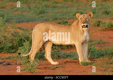 Leonessa allerta (Panthera leo) in habitat naturale, riserva di caccia Madikwe, Sudafrica Foto Stock