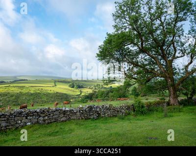 mandria di mucche brune nel prato vicino all'albero sulle brughiere del parco nazionale dartmoor nel devon Foto Stock