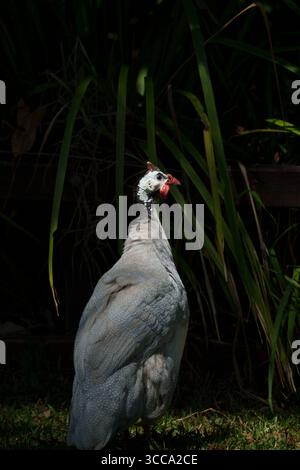 Faraone con casco in piedi vicino all'erba alta all'Australia Zoo, Queensland, Australia. Foto Stock