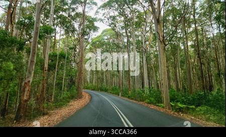 Strada tortuosa che attraversa una fitta foresta di alberi torreggianti, le loro tettoie verdi creano un vibrante contrasto con l'asfalto scuro. Newcastle, NSW Australia Foto Stock