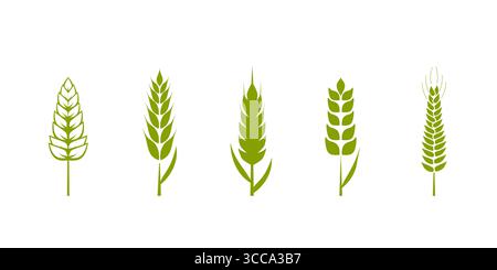 Illustrazione del vettore Collection Green Wheat. Set di cinque design stilizzati con orecchie in frumento dai colori vivaci Illustrazione Vettoriale