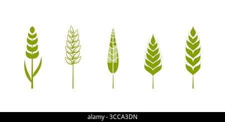 Illustrazione vettoriale dell'orecchio di grano verde. Set di cinque spighe di grano stilizzate in varie forme e dimensioni. Illustrazione Vettoriale