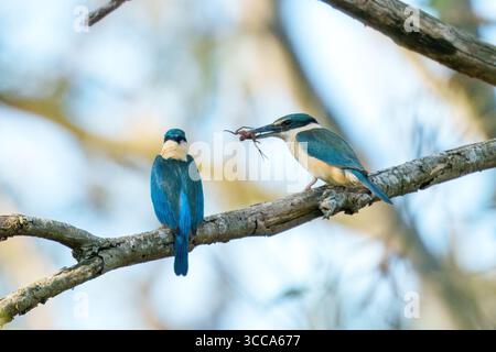 Kingfisher sacro (Todiramphus sanctus) arroccato sul ramo degli alberi nel Queensland, Australia, con un cielo azzurro. Foto Stock