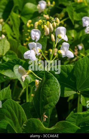 I delicati fiori bianchi emergono da una lussureggiante vegetazione, che mette in mostra la bellezza della natura. La luce del sole esalta questa tranquilla scena, catturando l'essenza di gro Foto Stock