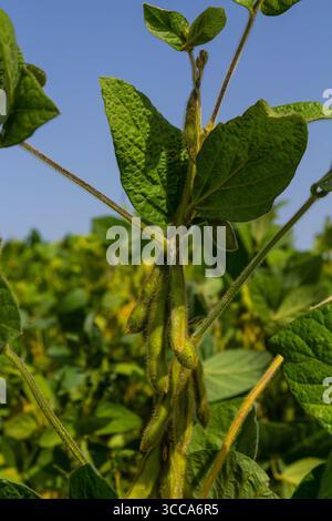 Le lussureggianti piante verdi di soia con baccelli pendono da steli robusti sotto un cielo soleggiato, a indicare una stagione vegetativa fertile in un campo agricolo. Foto Stock