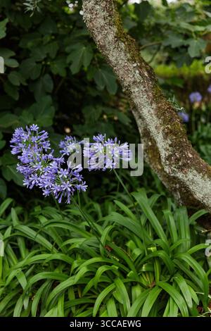 Fiori di agapanto viola che fioriscono accanto a un tronco di albero mossy Foto Stock