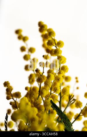 Filiale di Mimosa in pieno fiore, primo piano dettagliato Foto Stock