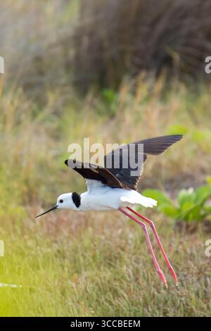 Uccelli selvatici di Brisbane, Queensland, Australia, che mostrano la variegata avifauna autoctona della regione. Foto Stock