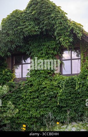 La facciata rustica della casa è completamente coperta da spesse vigne di edera verde e due finestre sotto il cielo soffice Overcast a creare un'atmosfera naturale e lussureggiante Foto Stock