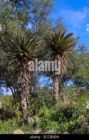 L'aloe ferox, comunemente nota come Cape Aloe e aloe amara, è una specie di pianta in fiore della famiglia delle Asphodelaceae. Questo aloe legnoso è indigeno Foto Stock
