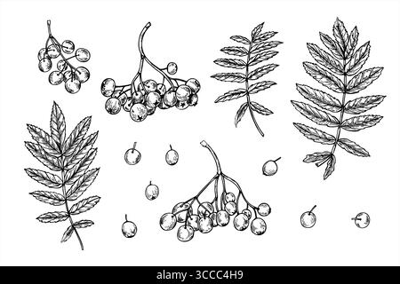 Set vettoriale monocromatico di bacche di rowan in grappoli, foglie e bacche separate. Illustrazione isolata a forma di bacca di cenere monocromatica disegnata a mano Illustrazione Vettoriale