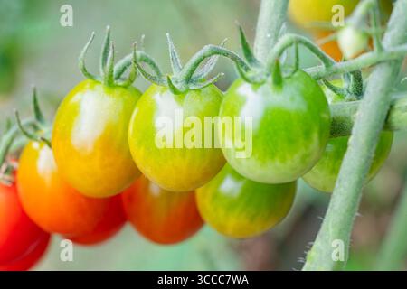 I pomodori maturano sulla copia della vite Foto Stock