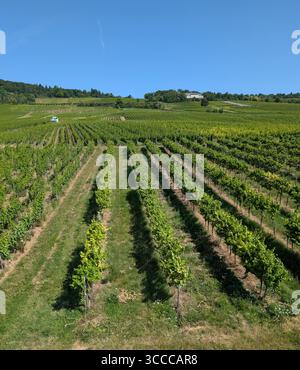 Vista dei vigneti dalla funivia fino alla montagna di Rudesheim lungo il fiume Reno Foto Stock