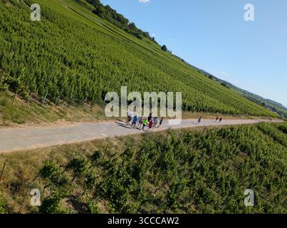Vista dei vigneti dalla funivia fino alla montagna di Rudesheim lungo il fiume Reno Foto Stock