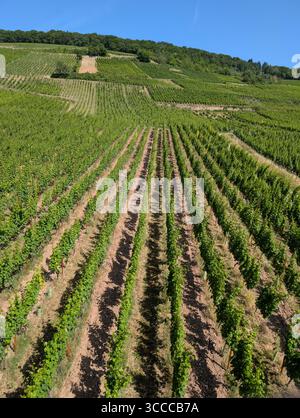 Vista dei vigneti dalla funivia fino alla montagna di Rudesheim lungo il fiume Reno Foto Stock