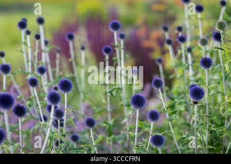 Echinops ritro "Veitch's Blue" in un giardino. Il cardo globo "Veitch's Blue" in fiore. Foto Stock