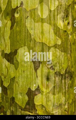 Primo piano della corteccia di un acero di Paperbark. La corteccia si sta staccando a strati sottili, rivelando la corteccia verde più chiara. La consistenza è ruvida A. Foto Stock
