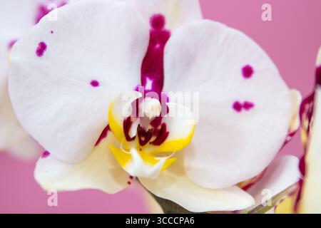 primo piano di orchidea bianca con i punti Foto Stock
